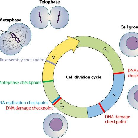 safeguarding entry  mitosis  antephase checkpoint