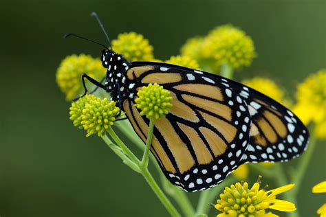 picture macro yellowish big monarch butterfly flower