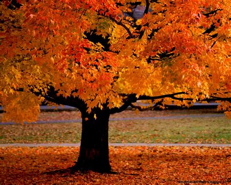 autumn big tree important wallpapers