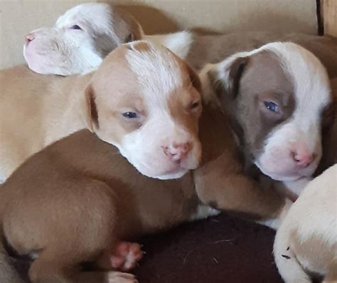 Purebred Red Nose Pitbull Puppies For Sale Centurion