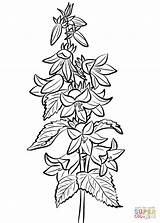 Nettle Dzwonek Bellflower Stinging Colorare Campanula Disegni Leaved Disegnare Supercoloring Sketch Drukuj sketch template