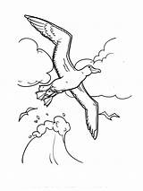 Albatross Albatros Ausdrucken Kostenlos sketch template