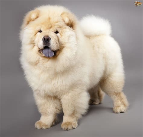 chow chow dog breed facts highlights buying advice petshomes