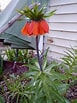 Image result for "fritillaria Sargassi". Size: 77 x 103. Source: www.reddit.com