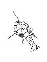 Crayfish Crawfish Crawdad Danube Designlooter sketch template