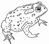 Coloring Pages Frog Print Realistic sketch template