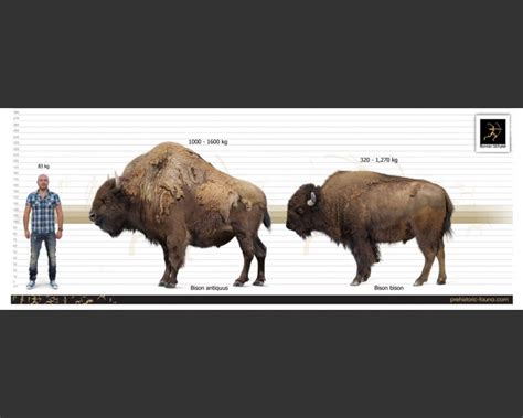bison antiquus ancient bison
