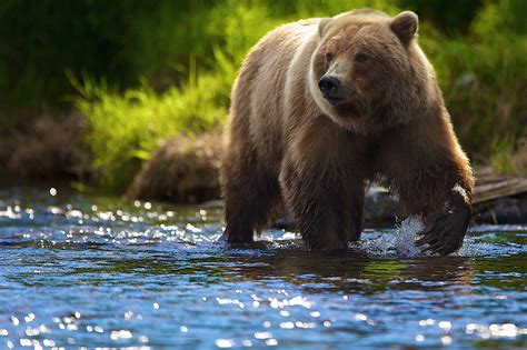 tapety zver reka volne zijicich zivocichu medvedi grizzly medved