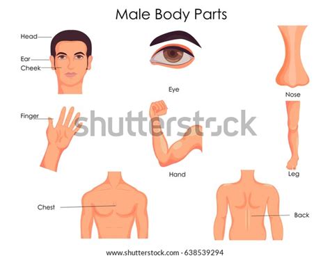 body parts diagram male male body organs images stock  vectors shutterstock male human