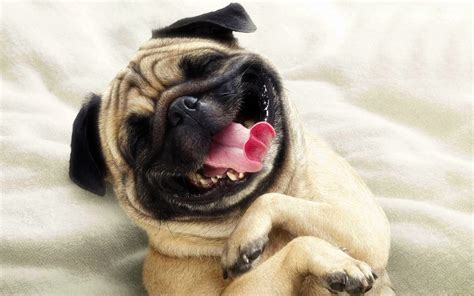 funny pug pictures wallpaper wallpapersafari