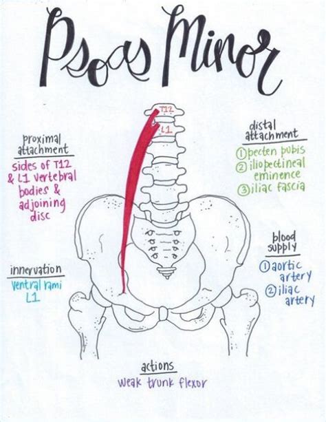 Psoas Minor Psoasexercises Yoga Anatomy Muscle Anatomy