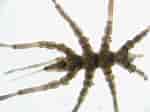 Image result for "spongotrochus Glacialis". Size: 150 x 112. Source: varietyoflife.com.au