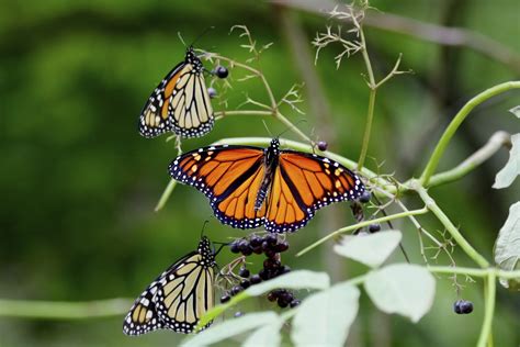 difference   monarch  viceroy butterfly