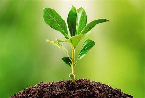 interesting facts   plant clinics   benefits