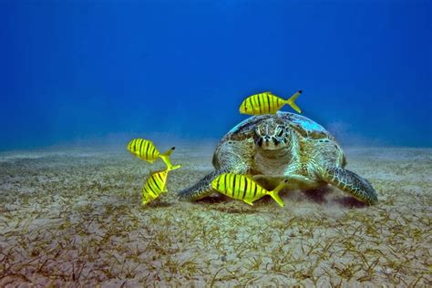 astounding pictures  sea turtles  photography art