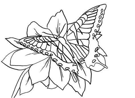 butterfly  flower coloring pages  coloring pages collections