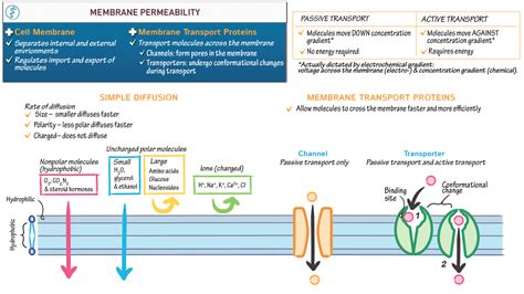physiology membrane permeability ditki medical biological sciences