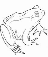 Amphibian Amphibians Yellowimages sketch template