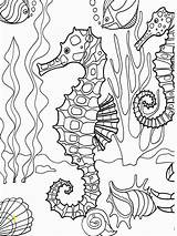 Coloring Seahorse Adults Pages Seahorses Volwassenen Voor Kleuren Divyajanani sketch template
