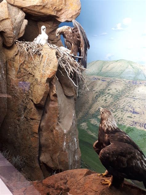 edmonton museum bald eagle favorite places museum