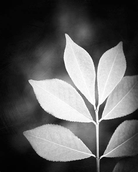black  white photography nature leaf black white  etsy