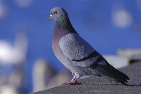 facts  pigeons animal aid