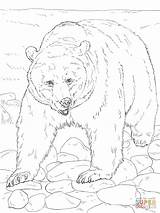 Bear Coloring Grizzly Pages Printable Supercoloring Patterns Sheets Colouring Adult sketch template