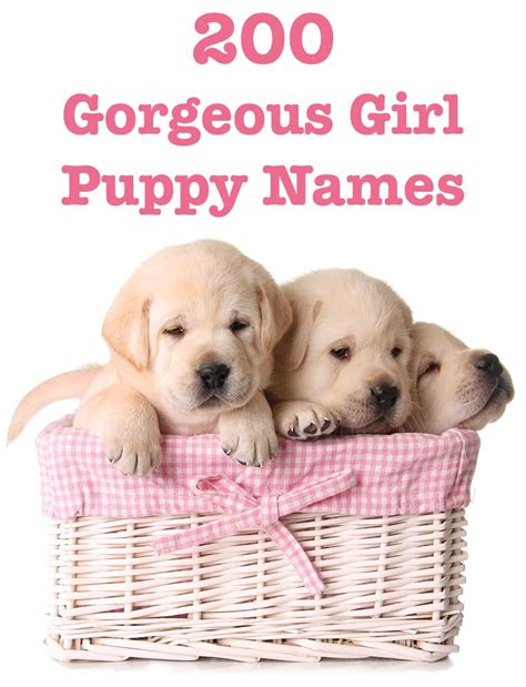 female dog names  great girl puppy  ideas