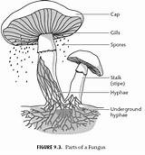Fungi Hyphae Fungus Istudy Pk Class Introduction Study Science Biology Parts Weebly Nature Solutions Choose Board Kingdom 5ep sketch template