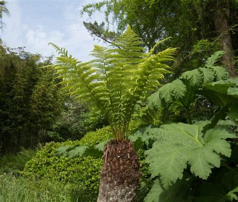 types  fern plants home stratosphere
