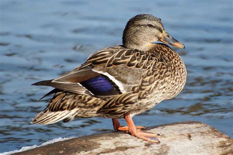 mallard duck photo gallery  trivia