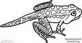 Frog Pickerel Amphibian Reptile Metamorphosing sketch template