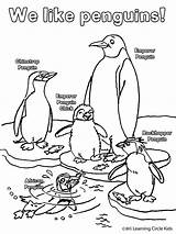 Coloring Pages Penguin Printable Penguins Winter Printables sketch template