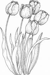 Coloring Pages Flower Tulip Realistic sketch template