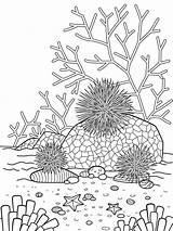 Seeigel Urchin Doodle Riff Lustiger sketch template