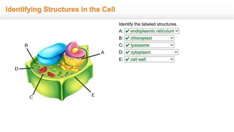 identify  labeled structures      brainlycom