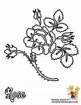 Coloring Pages Batik Flower Flowers Rose Thorn Traceable Drawing Trace Patterns Popular Library Clipart Yescoloring Coloringhome Getdrawings Choose Board sketch template