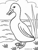 Duck Coloring Pages Printable Kids Realistic Color Cool2bkids Birds Sheets Bird Getdrawings Rubber Choose Board sketch template