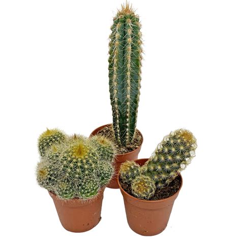 potted cactus houseplants etsy
