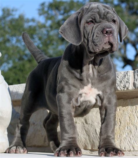 neapolitan mastiff  big dog breeds