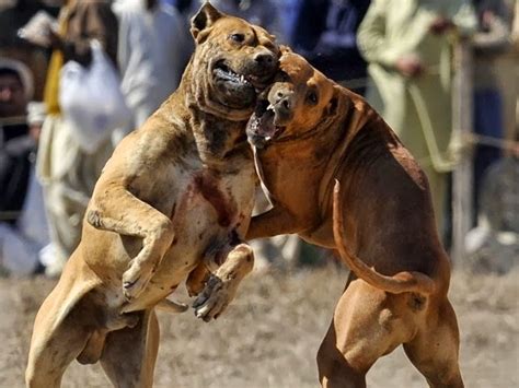dogs fighting latest   beautiful  dangerous animals