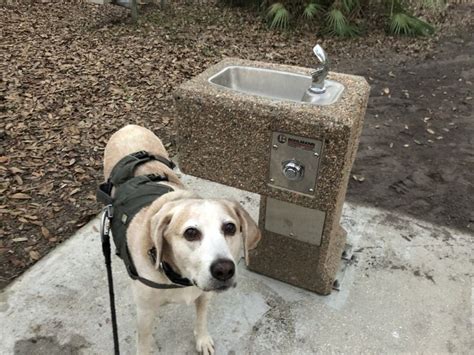 magical water fountain magical water dogs water fountain