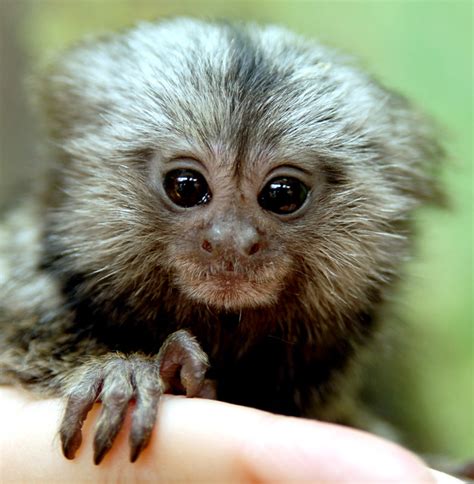 baby marmoset flickr photo sharing
