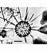 Afbeeldingsresultaten voor "acanthosphaera Pinchuda". Grootte: 93 x 100. Bron: www.mikrotax.org