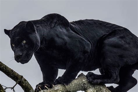 amazing panther facts    knew factsnet