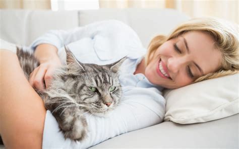cuddling cats   breeds  ultimate pet nutrition