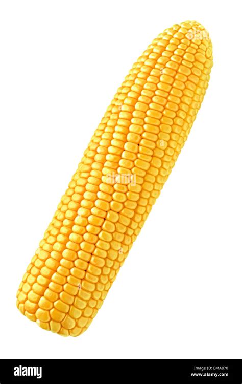 single corn isolated  white background stock photo alamy