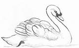 Swans Draw Swan Drawinghowtodraw Finishing sketch template