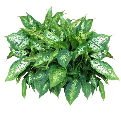 plants   png png