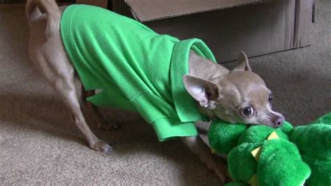 cute puppy growl cutest chihuahua  youtube